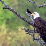 2015_Bald_Eagle_and_Red_winged_blackbird