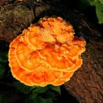 2015_Orange_Fungus_on_Tree_Bark